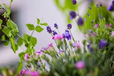 Close-up of purple flowering plants