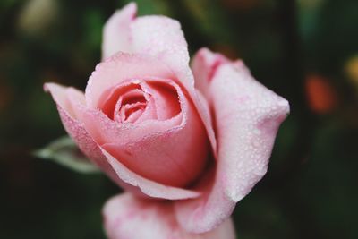 Close-up of wet pink rose