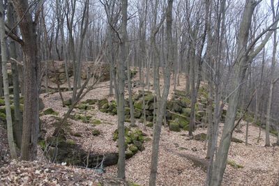 Bare trees in forest