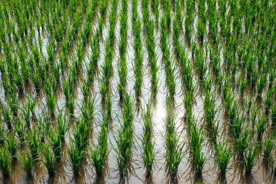 Full frame shot of bamboo on grass