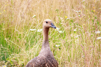 Portrait of a bird on field