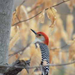 Close-up of bird perching on branch