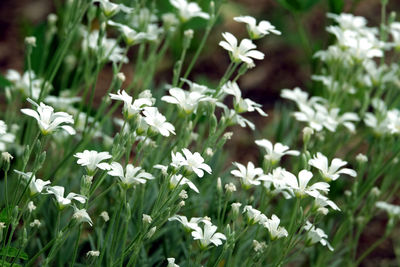 plant
