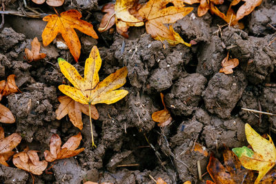 Close-up of maple leaves