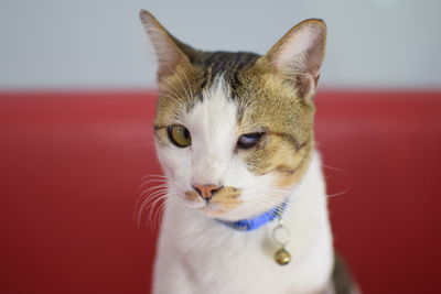 Close-up portrait of cat