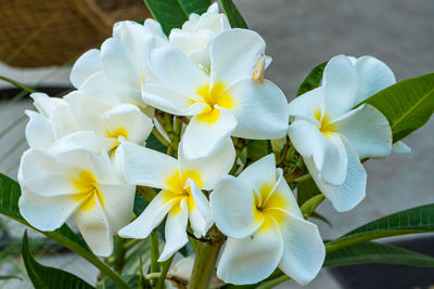 Close-up of white flowering plant