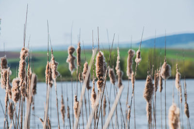 Cattails growing by lake