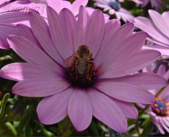 Close-up of pink flower blooming