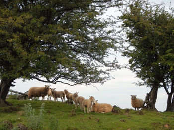 Sheep taking shelter beneath trees