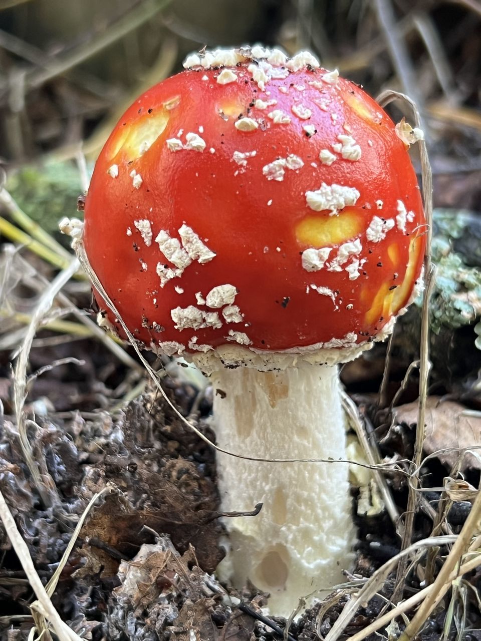 food, red, vegetable, nature, plant, mushroom, macro photography, close-up, fungus, growth, food and drink, no people, edible mushroom, fly agaric mushroom, land, focus on foreground, day, autumn, agaric, outdoors, tree, twig, high angle view, flower, toadstool, poisonous, fragility