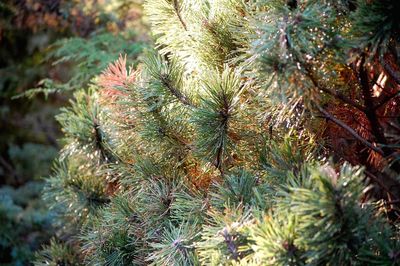 Low angle view of trees