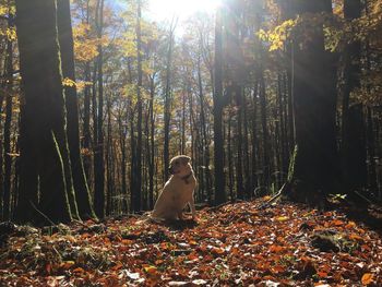 Rear view of woman in forest during autumn