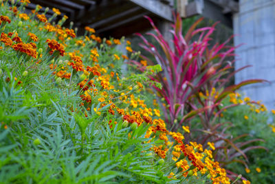 Close-up of orange flowering plants in yard