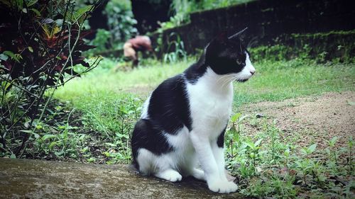 Close-up of cat sitting on grass