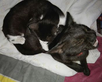 High angle view of puppy sleeping on bed