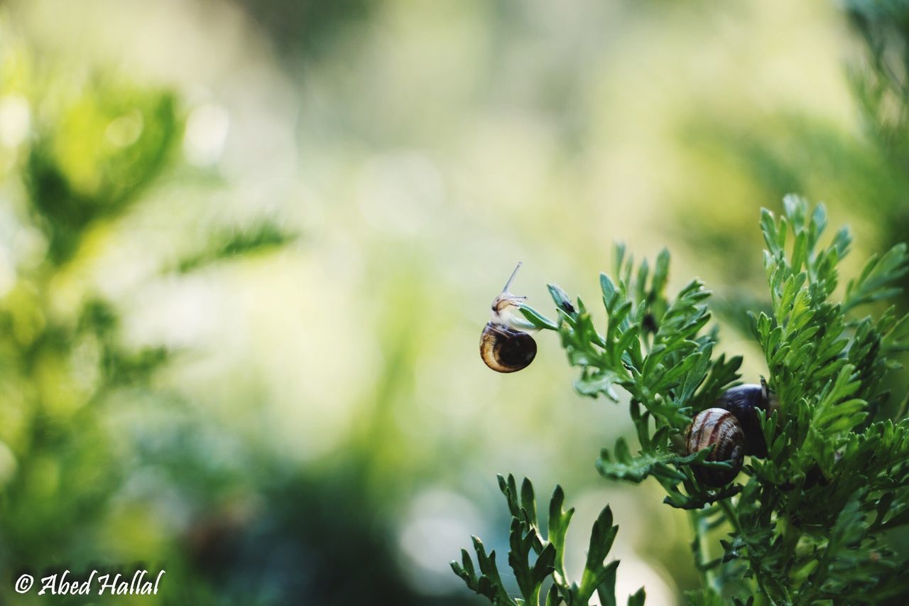 insect, animals in the wild, one animal, animal themes, wildlife, plant, leaf, growth, focus on foreground, close-up, selective focus, green color, nature, butterfly - insect, butterfly, beauty in nature, flower, outdoors, day, no people