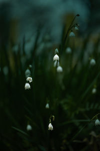 Close-up of white flowers blooming outdoors