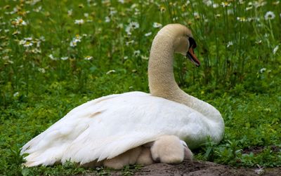 Close-up of swan