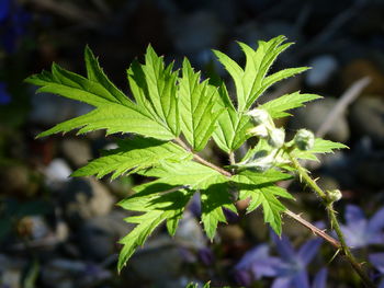 Close-up of green leaves