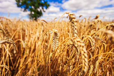 Close-up of wheat field against sky