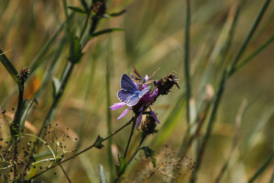 Close-up of insect on purple flower