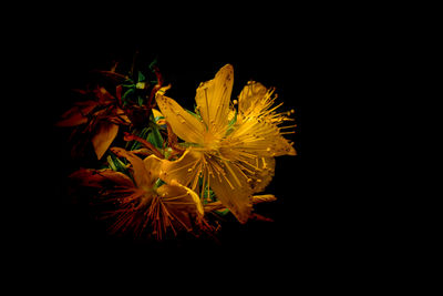 Close-up of yellow flowers against black background