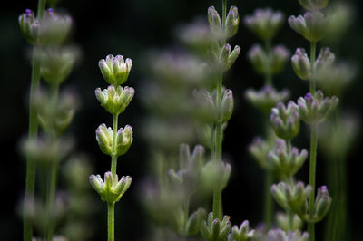 Close-up of purple flowering plants