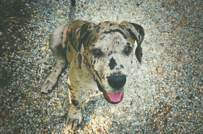 High angle portrait of a dog