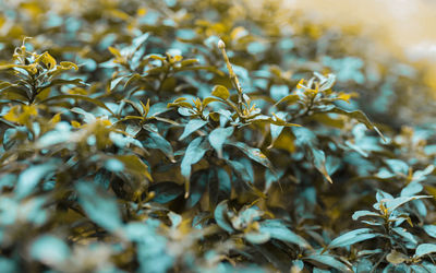 Full frame shot of plants on field
