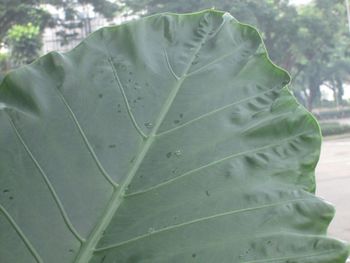 Close-up of leaf