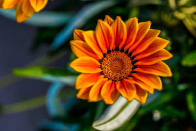 Close-up of orange sun flower