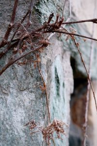 Close-up of dead plant on tree trunk