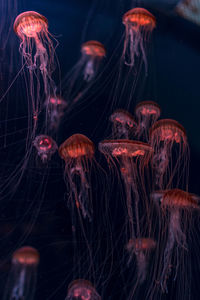 Close-up of jellyfish swimming in aquarium