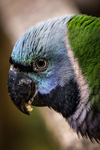 Close-up of parrot