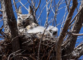 Baby horned owl with large eyes wide awake