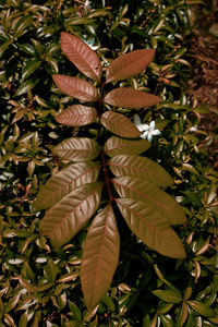 High angle view of leaves on plant