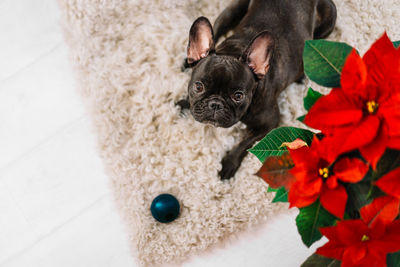 High angle view of french bulldog with toy and poinsettia plant