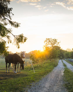 View of a horse on landscape