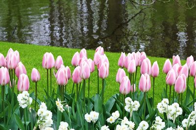 Beautiful tulips in the garden.