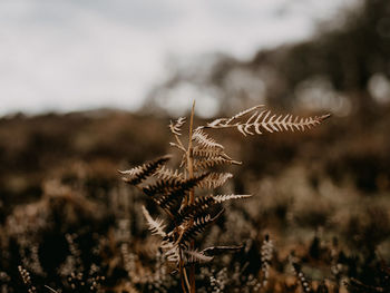 Close-up of dried plant on field