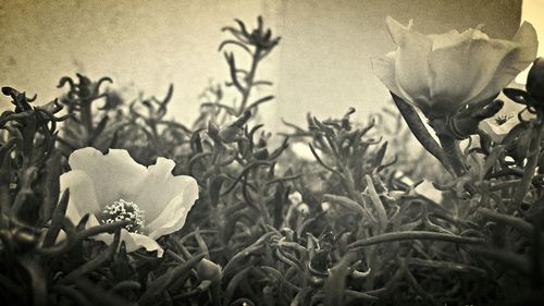 Close-up of cactus plant