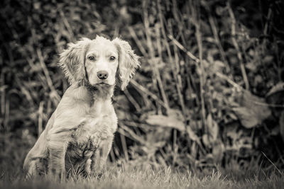 Portrait of dog on field