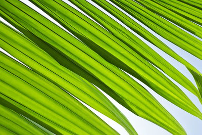 Full frame shot of palm leaves