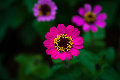 Close-up of pink flower