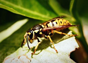 Close-up of butterfly on leaf