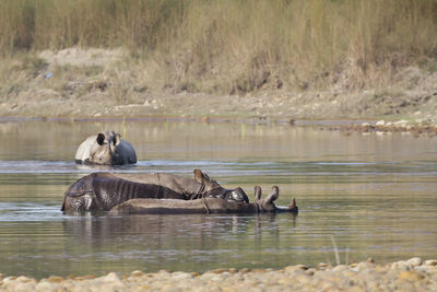 Horse in a lake