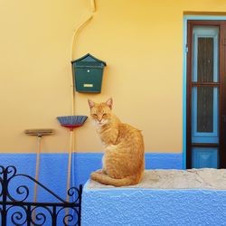 Cat looking away while sitting on wall