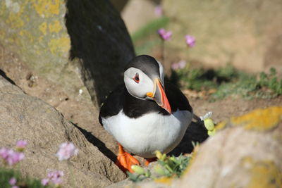 Close-up of puffin