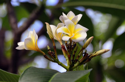 Close-up of white flowering plant