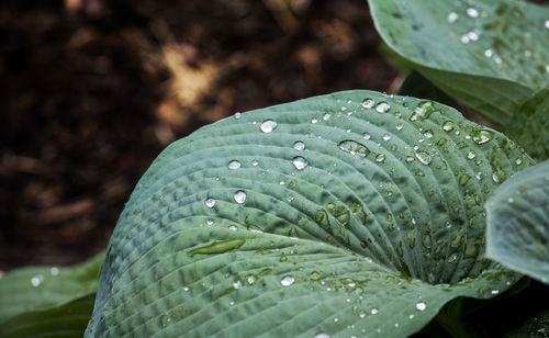 Close-up of water drops on leaves